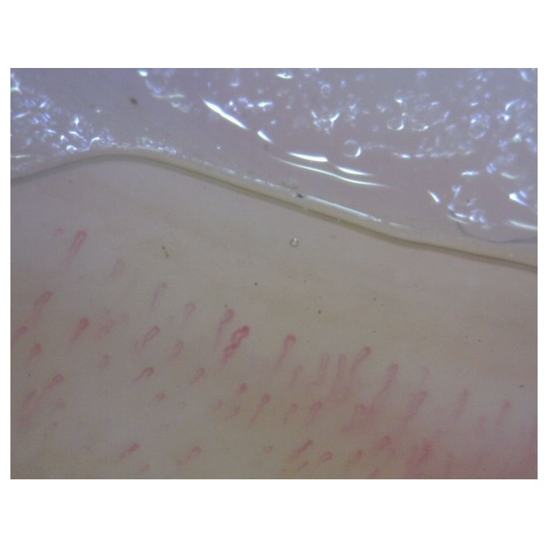 Digital Microscope Dino-Lite... Digital Microscope Dino-Lite...