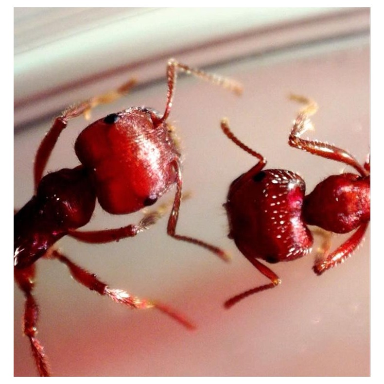 Digital Microscope Celestron... Digital Microscope Celestron...