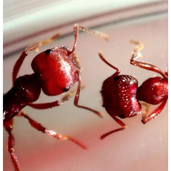 Digital Microscope Celestron Microdirect 1080P HD Handheld