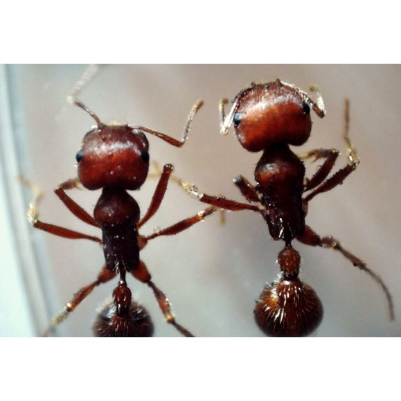 Digital Microscope Celestron Microdirect 1080P HD Handheld