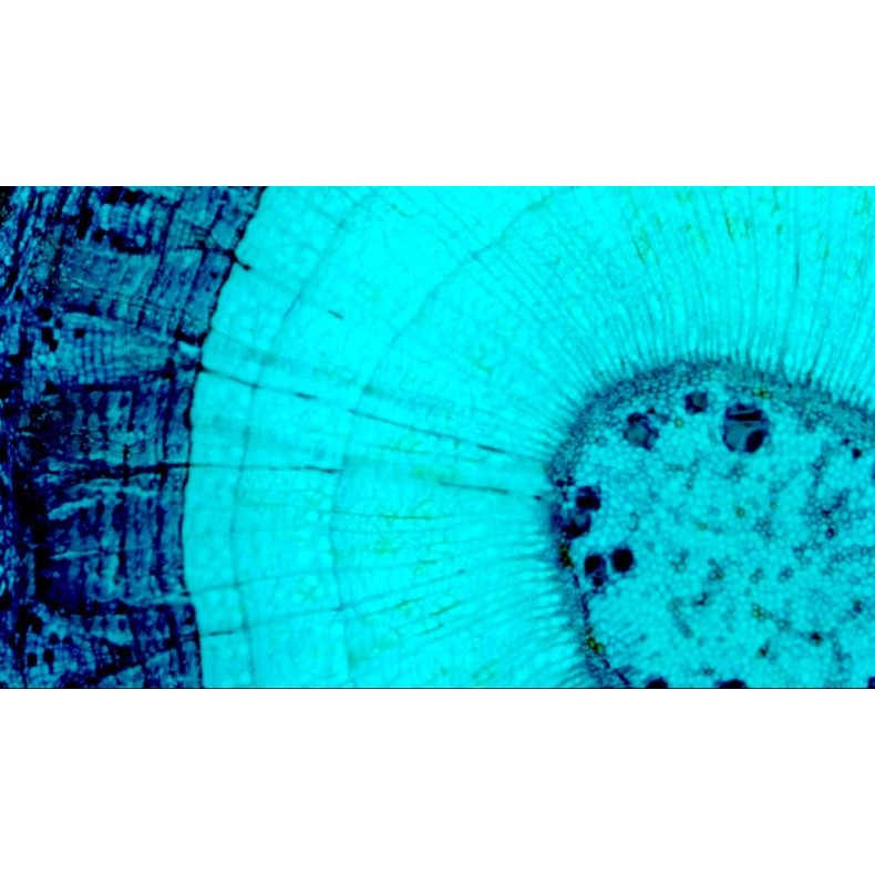 Digital Microscope Celestron... Digital Microscope Celestron...