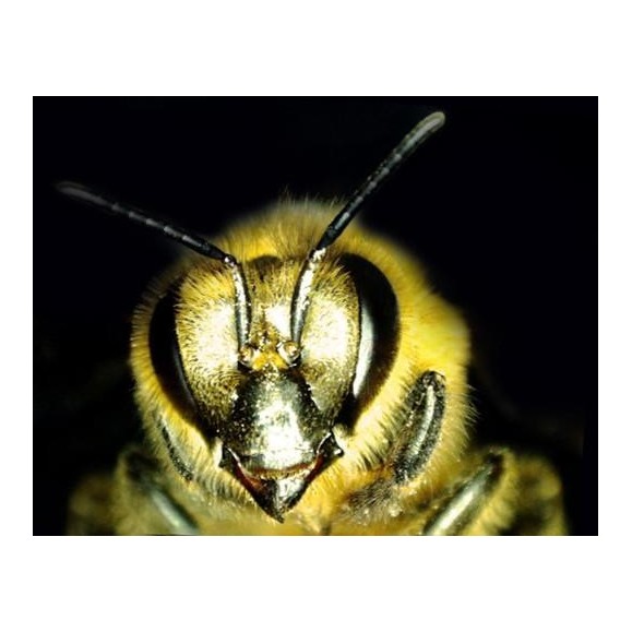 Digital Microscope Celestron Microdirect 1080P HD Handheld