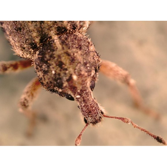 Digital microscope Celestron FlipView LCD