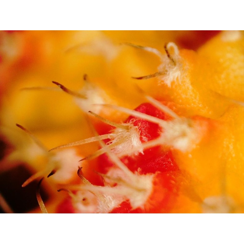 Digital microscope Celestron FlipView... Digital microscope Celestron FlipView...