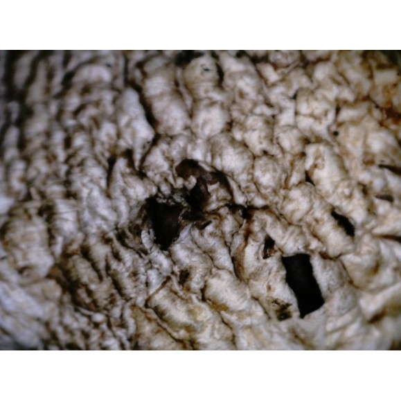 Digital microscope Celestron FlipView LCD