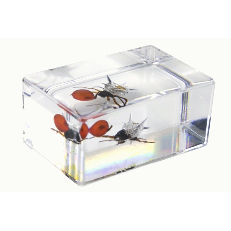 Insect 3D Preparations Kit No. 4 Insect 3D Preparations Kit No. 4