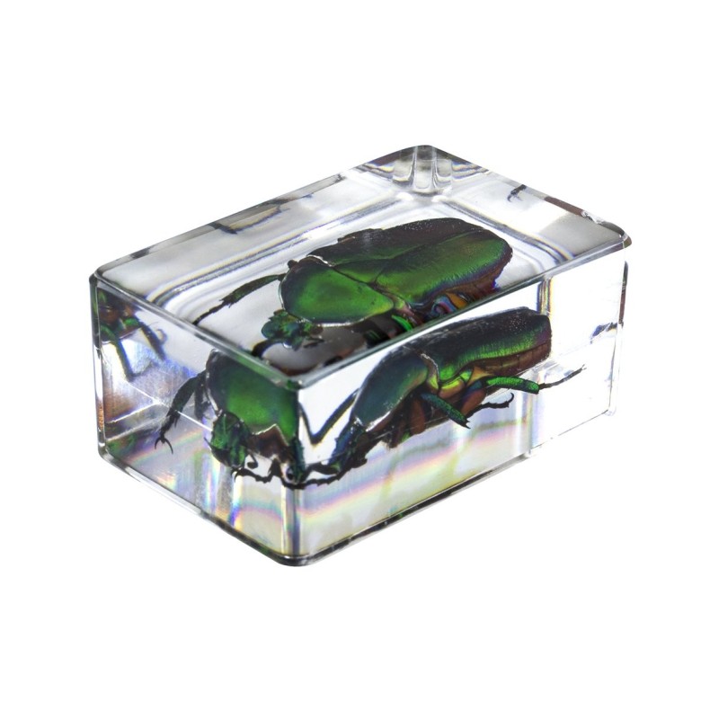 Insect 3D Preparations Kit No. 4 Insect 3D Preparations Kit No. 4