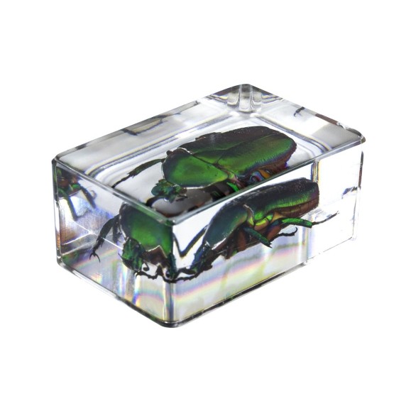 Insect 3D Preparations Kit No. 4