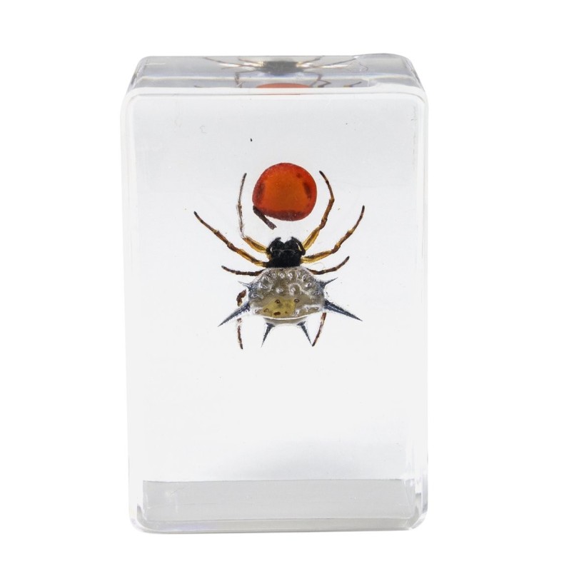 Insect 3D Preparations Kit No. 4 Insect 3D Preparations Kit No. 4