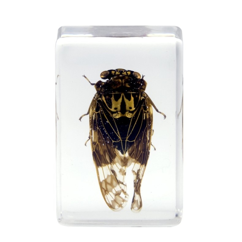 Insect 3D Preparations Kit No. 4 Insect 3D Preparations Kit No. 4