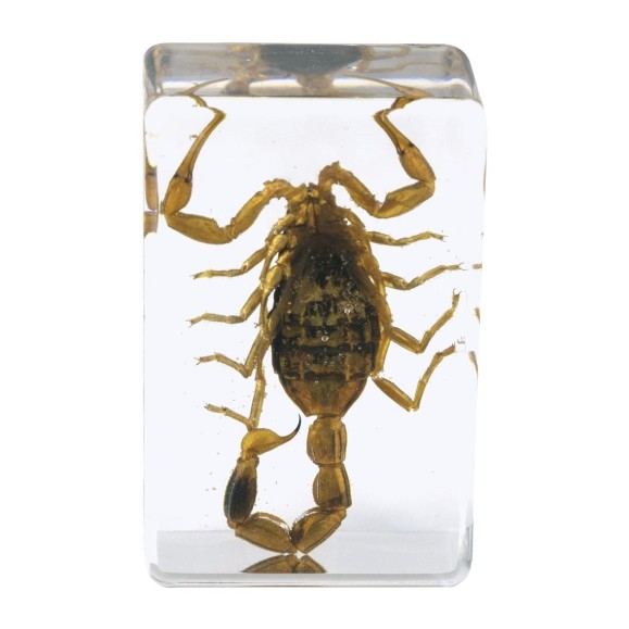 Insect 3D Preparations Kit No. 4