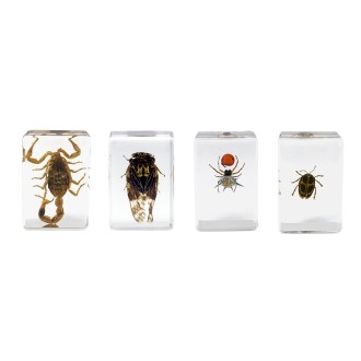 Insect 3D Preparations Kit...