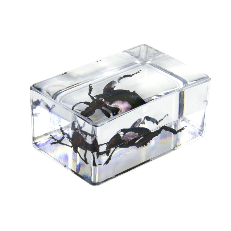 Insect 3D Preparations Kit No. 5 Insect 3D Preparations Kit No. 5