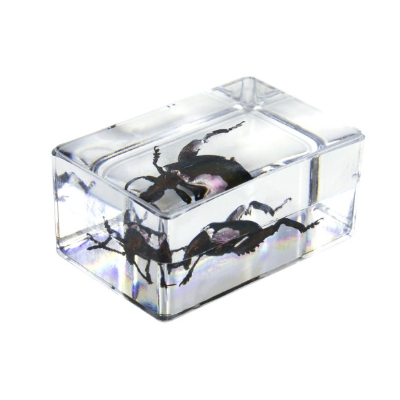 Insect 3D Preparations Kit No. 5