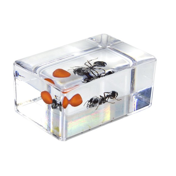 Insect 3D Preparations Kit No. 5