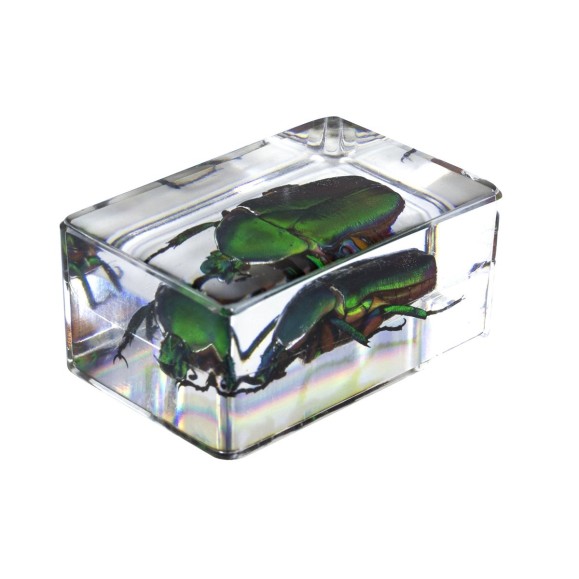 Insect 3D Preparations Kit No. 5