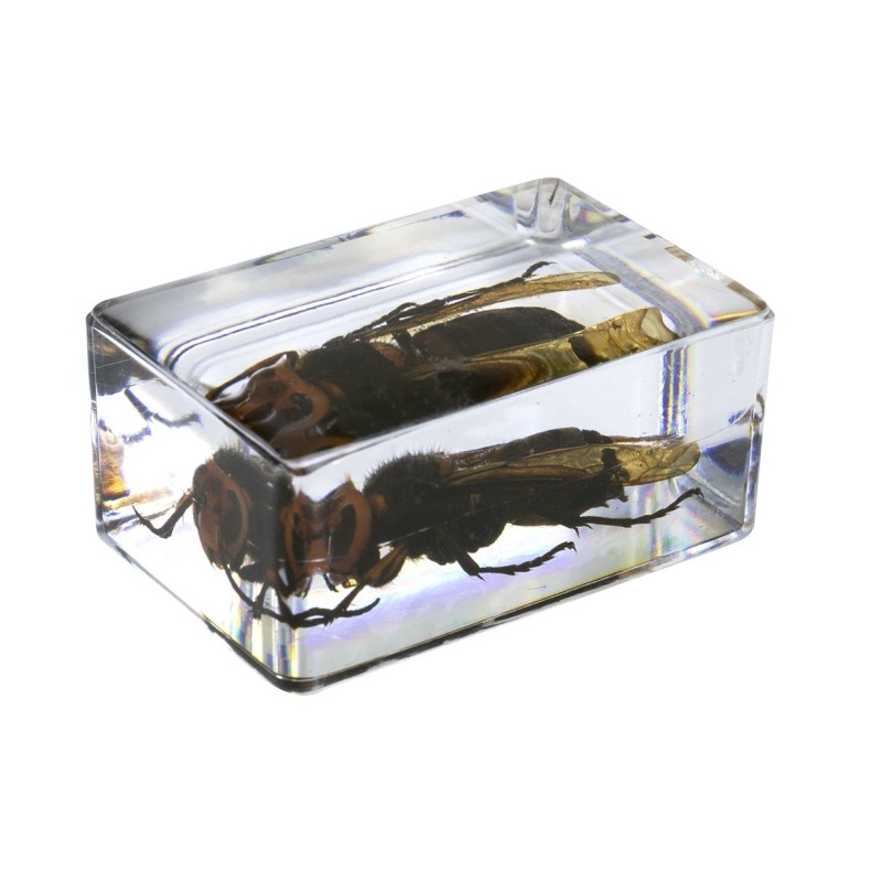 Insect 3D Preparations Kit No. 5 Insect 3D Preparations Kit No. 5