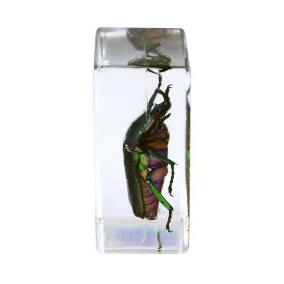 Insect 3D Preparations Kit No. 5