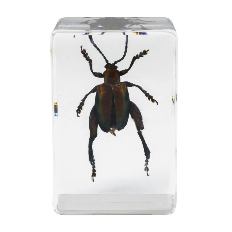 Insect 3D Preparations Kit No. 5 Insect 3D Preparations Kit No. 5