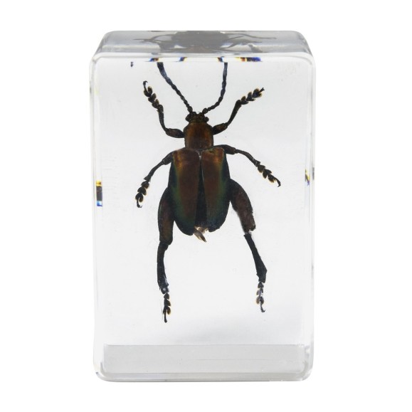 Insect 3D Preparations Kit No. 5