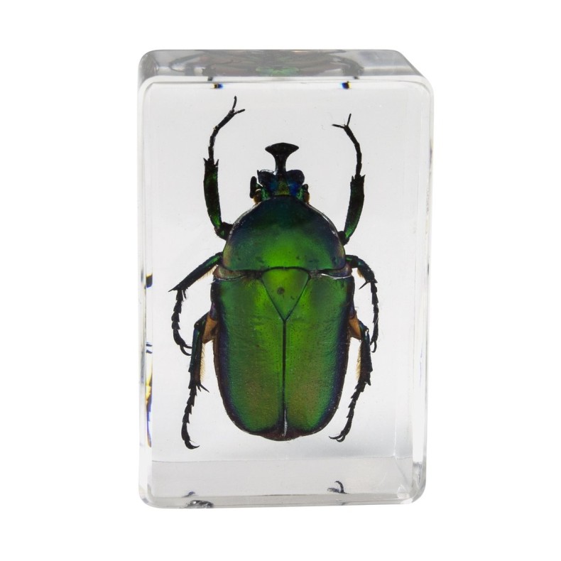 Insect 3D Preparations Kit No. 5 Insect 3D Preparations Kit No. 5