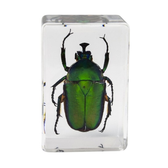 Insect 3D Preparations Kit No. 5