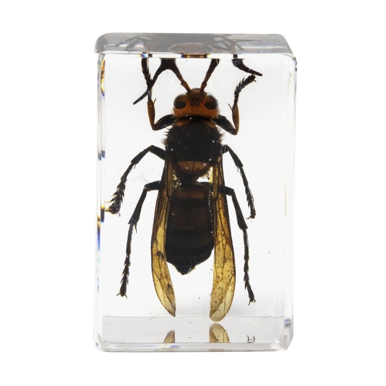 Insect 3D Preparations Kit No. 5 Insect 3D Preparations Kit No. 5