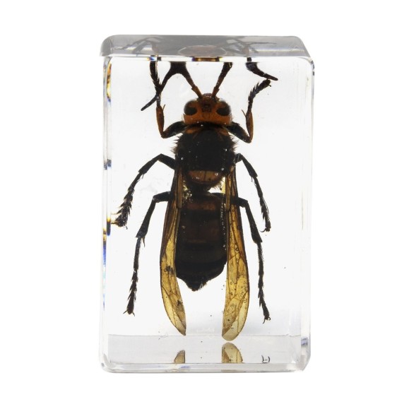 Insect 3D Preparations Kit No. 5