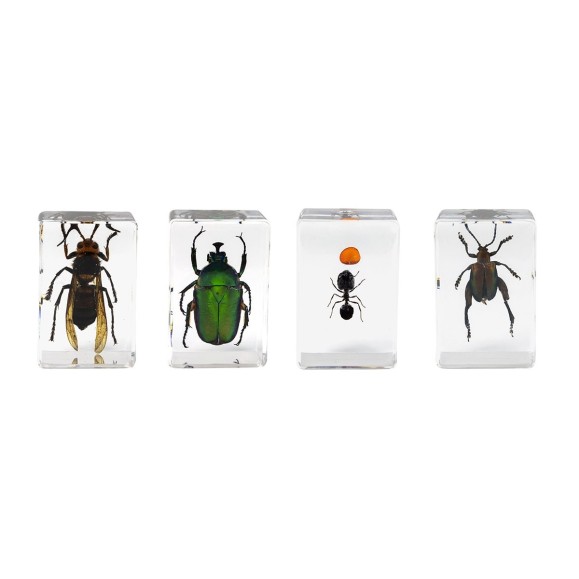 Insect 3D Preparations Kit No. 5