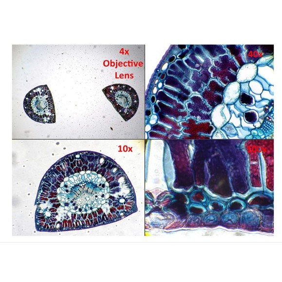 Eyepiece camera Dino-Lite AM7025X