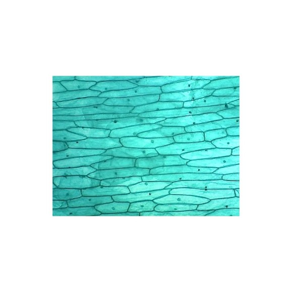 USB Camera Omegon Telemikro USB