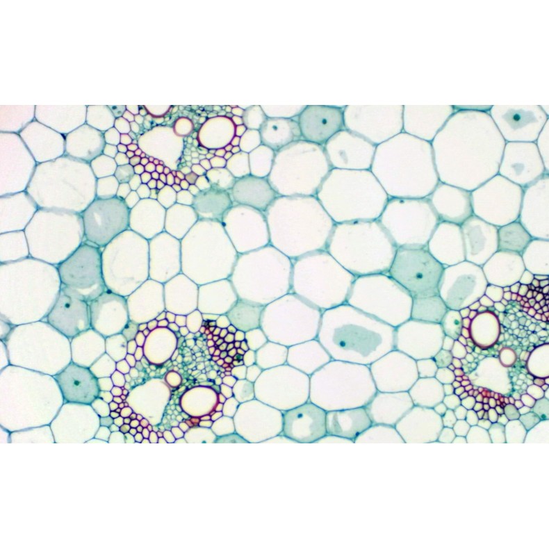 BRESSER MikrOkular Full HD Eyepiece... BRESSER MikrOkular Full HD Eyepiece...