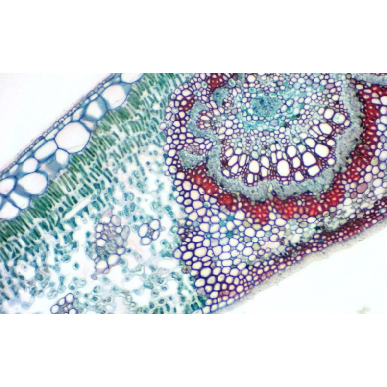 BRESSER MikrOkular Full HD Eyepiece... BRESSER MikrOkular Full HD Eyepiece...