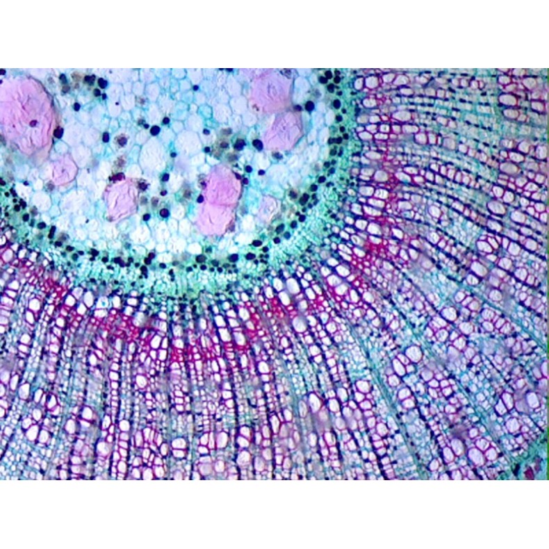 Box of preparations 100 units Box of preparations 100 units