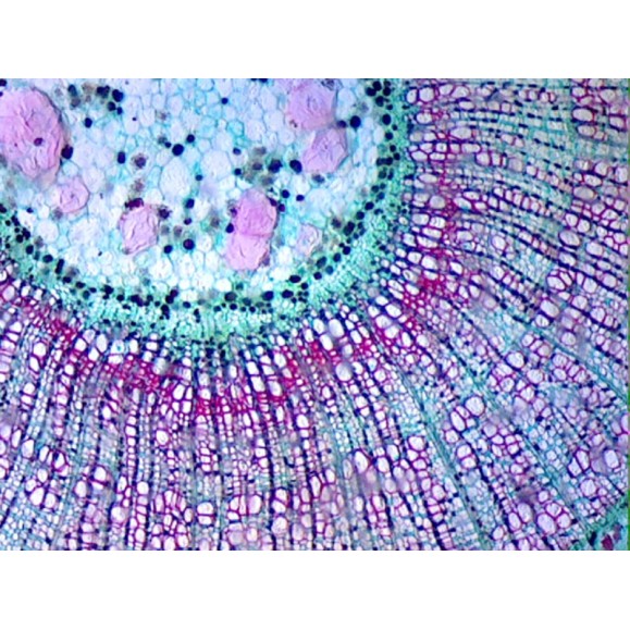 Box of preparations 100 units Box of preparations 100 units