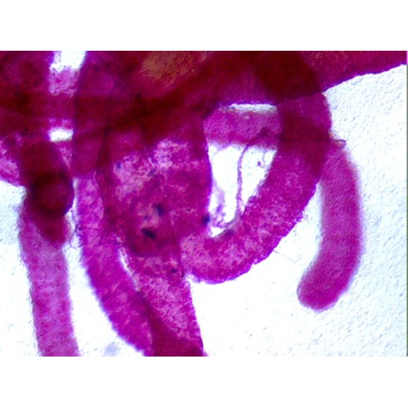 Box of preparations 100 units Box of preparations 100 units