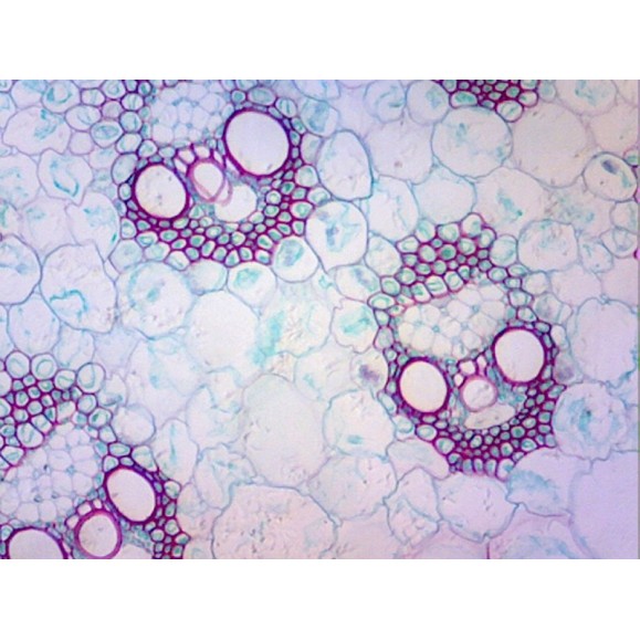 Box of preparations 100 units Box of preparations 100 units