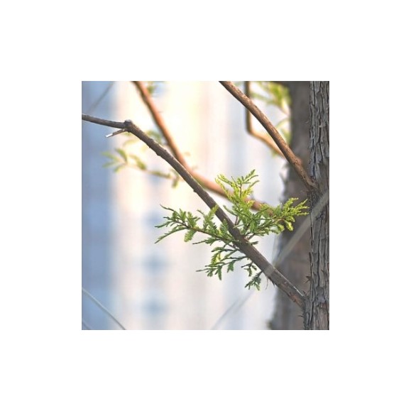 SeeStar S50 triplet apochromatic refractor telescope