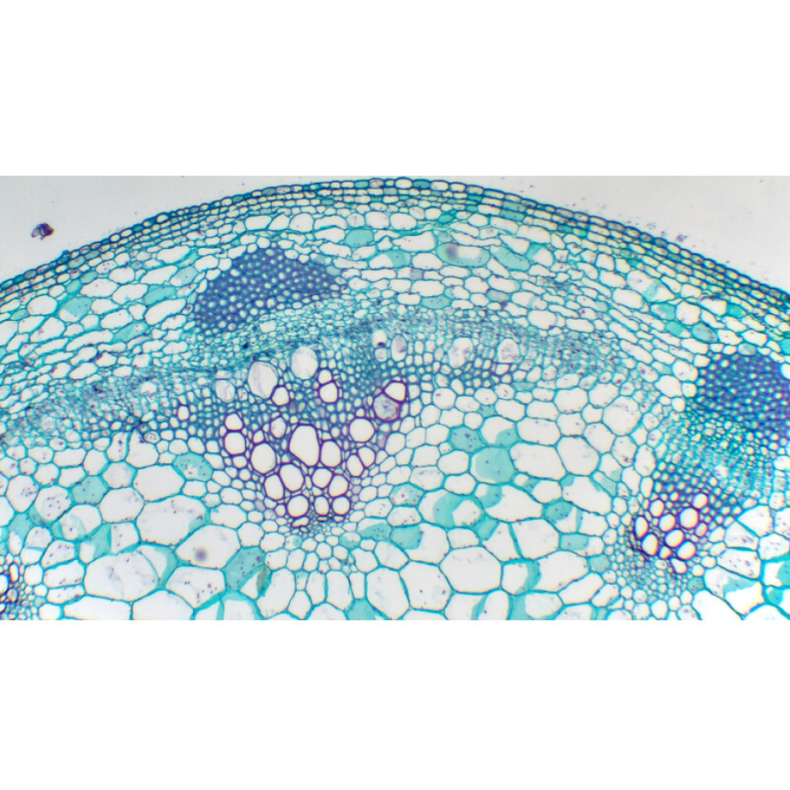 TOUPTEK ToupCam X7CAM4K 8MPB camera,... TOUPTEK ToupCam X7CAM4K 8MPB camera,...