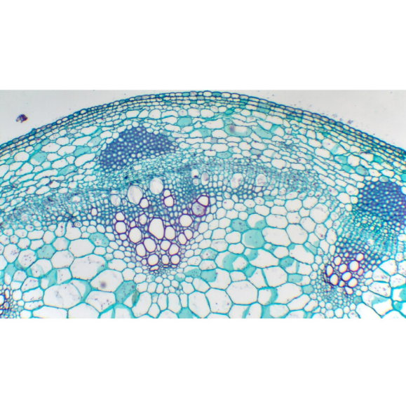 TOUPTEK ToupCam X7CAM4K 8MPB camera, color, CMOS, 1/1.2, 2.9 µm, 75 fps, 8 MP, HDMI/LAN/USB