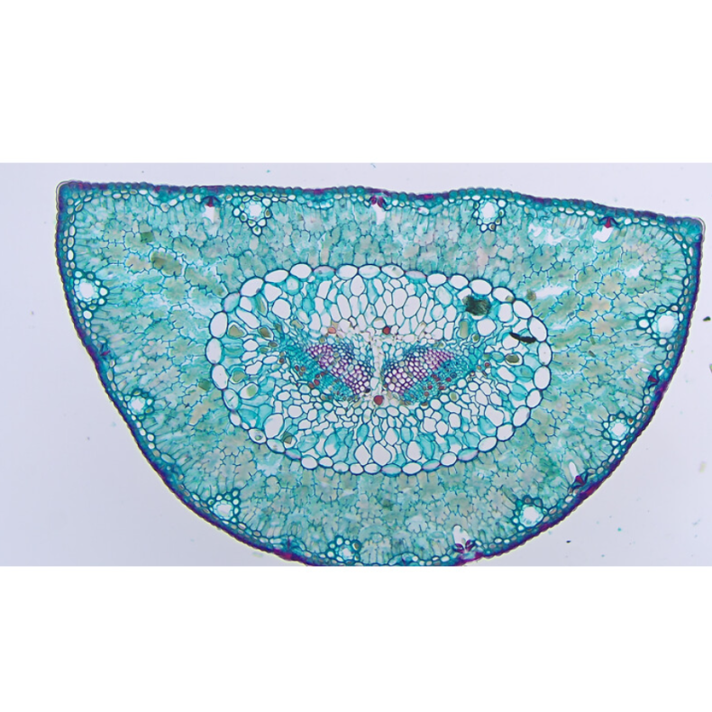 TOUPTEK ToupCam XCAM4K 16MPA camera,...