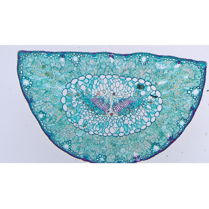 TOUPTEK ToupCam XCAM4K 8MPA camera,... TOUPTEK ToupCam XCAM4K 8MPA camera,...