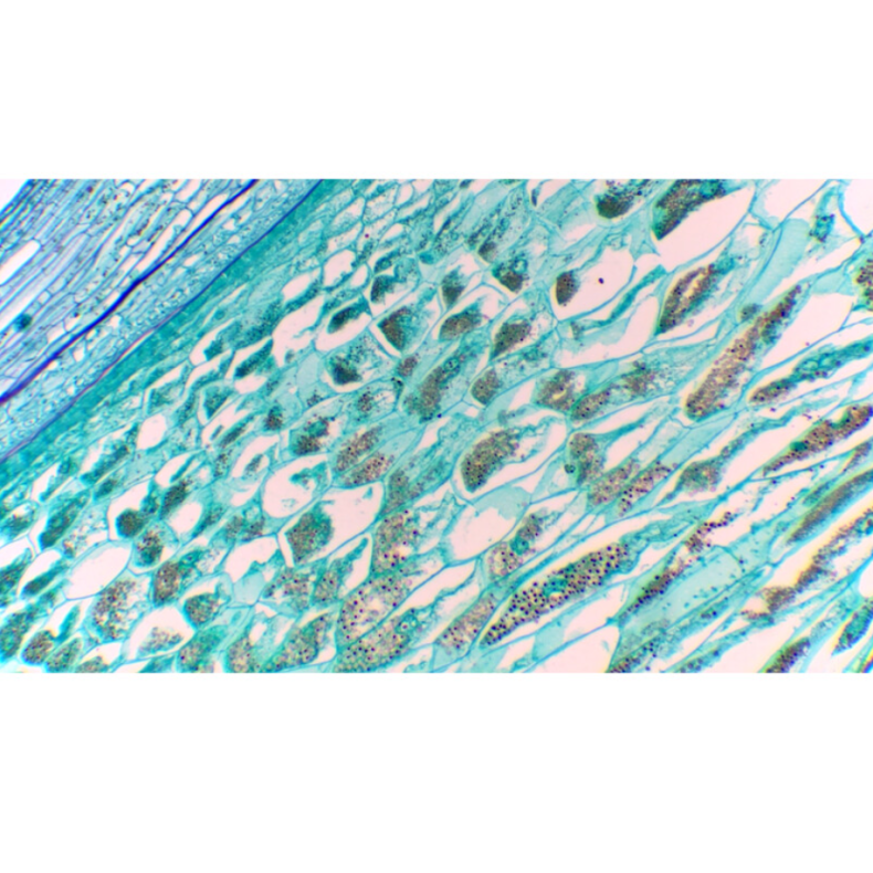 TOUPTEK ToupCam XCAMLITE1080P A... TOUPTEK ToupCam XCAMLITE1080P A...