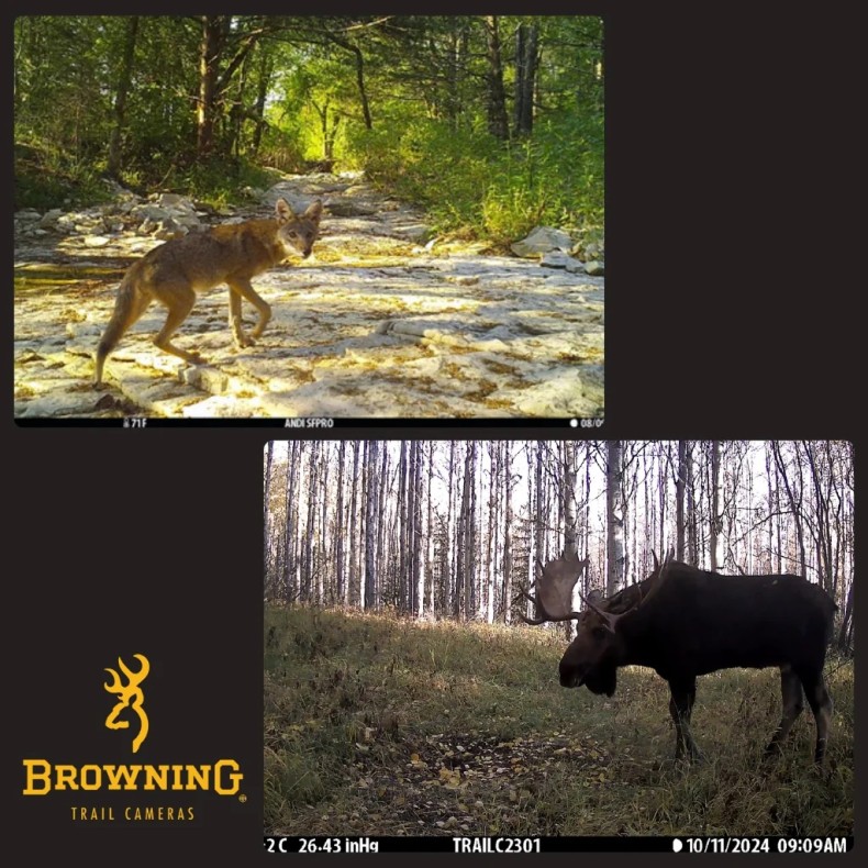 Dark Ops Pro X 1080 BROWNING trapping...