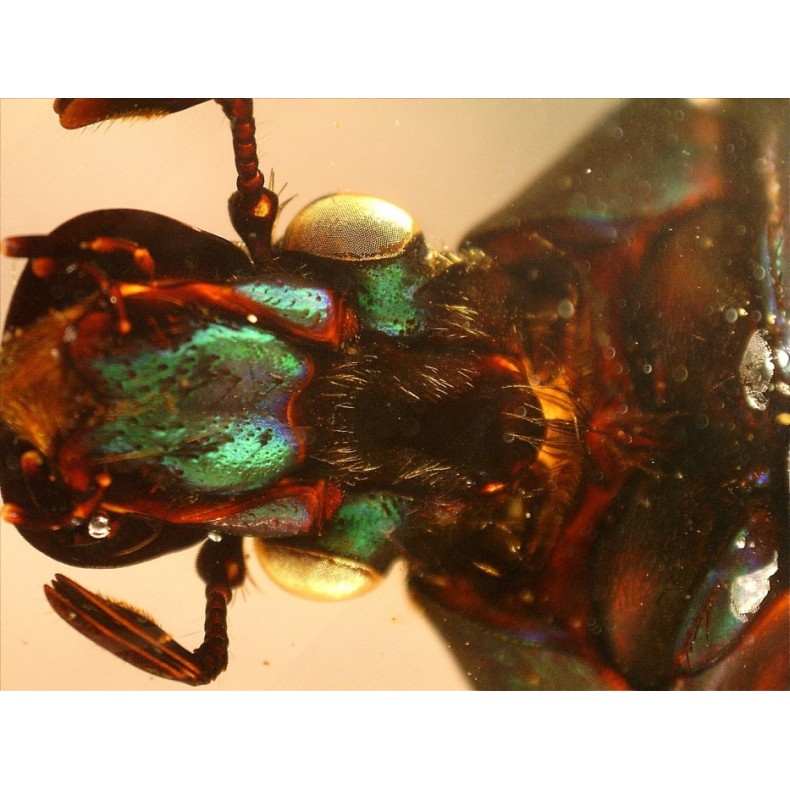 Microscope Celestron Handheld Digital... Microscope Celestron Handheld Digital...