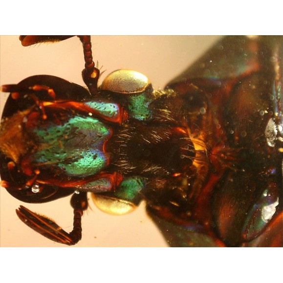 Microscope Celestron Handheld Digital Pro 44308