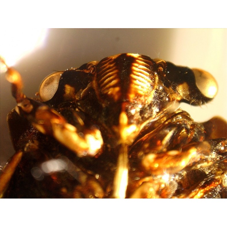 Microscope Celestron Handheld Digital... Microscope Celestron Handheld Digital...