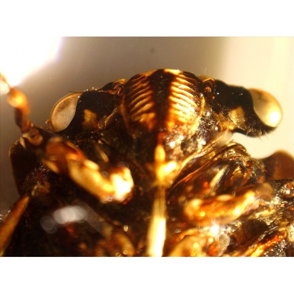 Microscope Celestron Handheld Digital Pro 44308