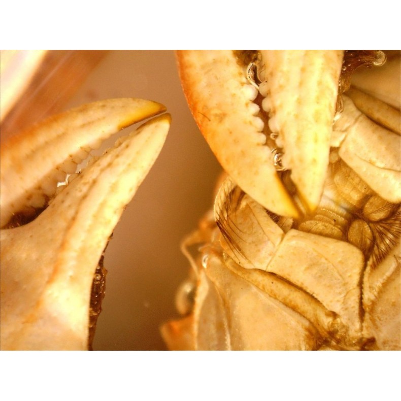 Microscope Celestron Handheld Digital... Microscope Celestron Handheld Digital...