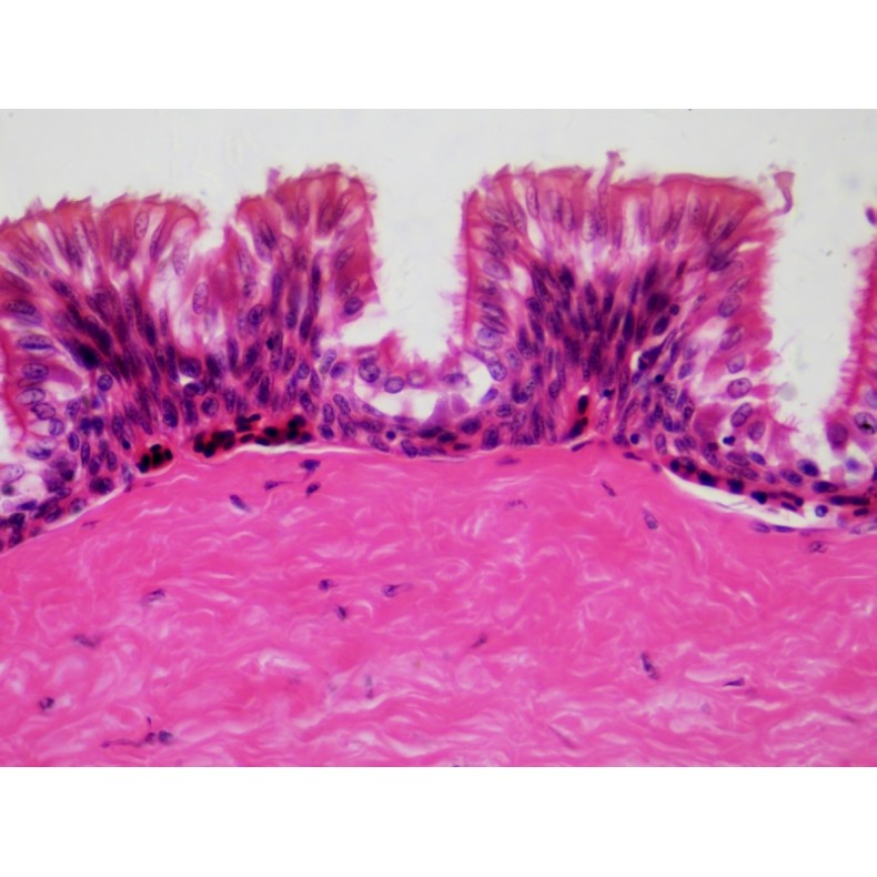 BRESSER Prepared Samples: Histology